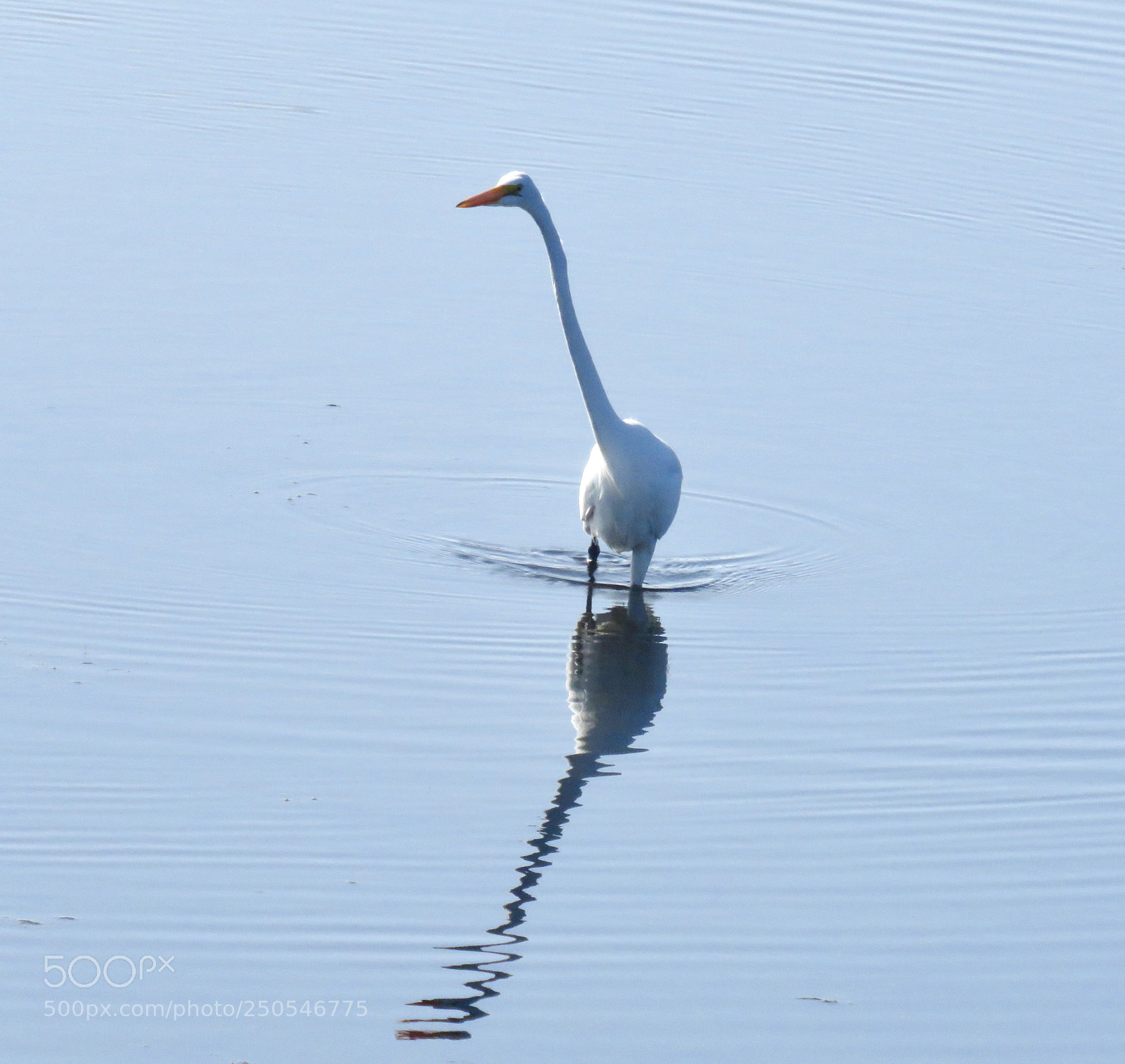 Canon PowerShot SX60 HS sample photo. "i see you!" photography
