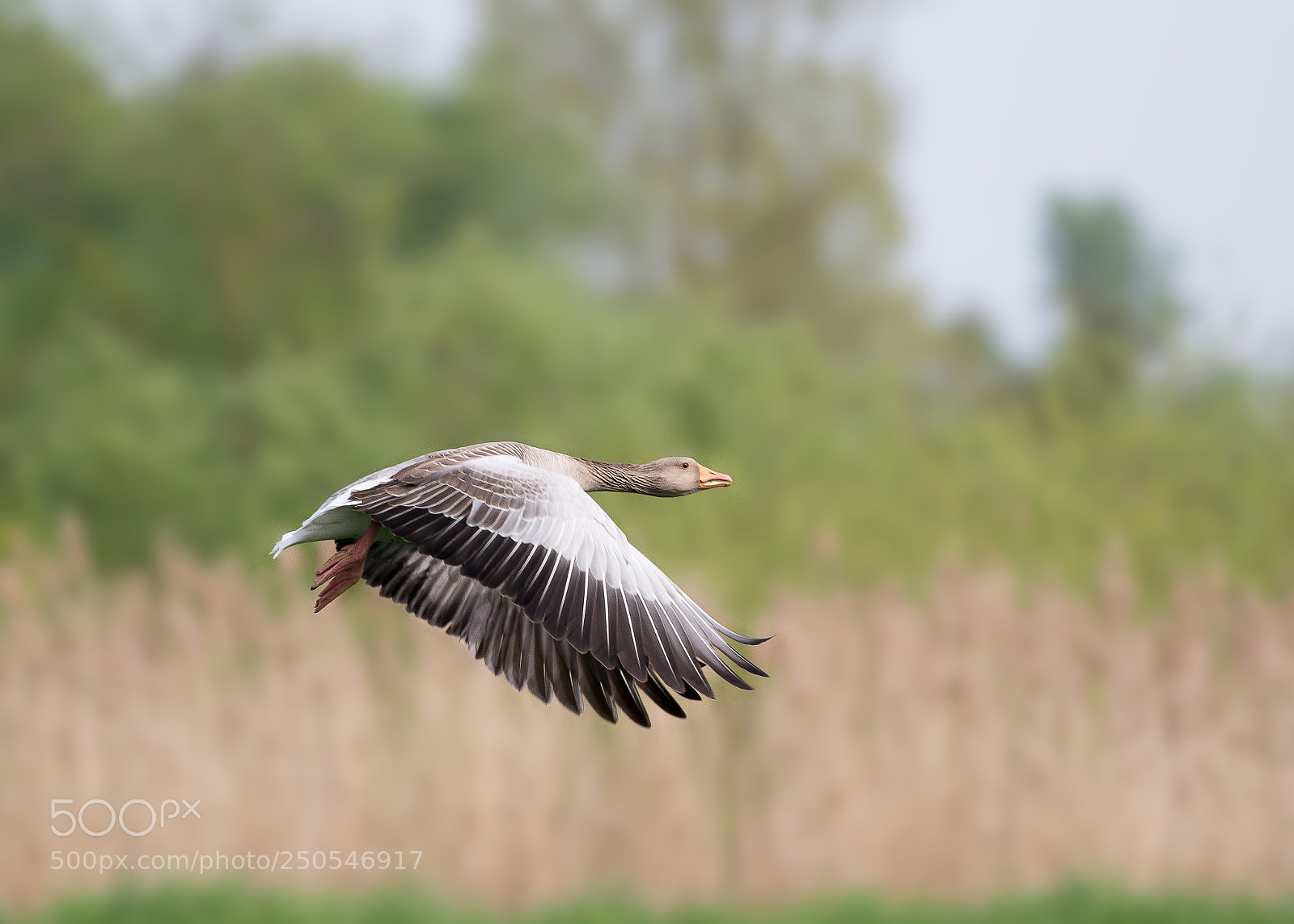 Pentax K-5 IIs sample photo. Grey goose taking off photography