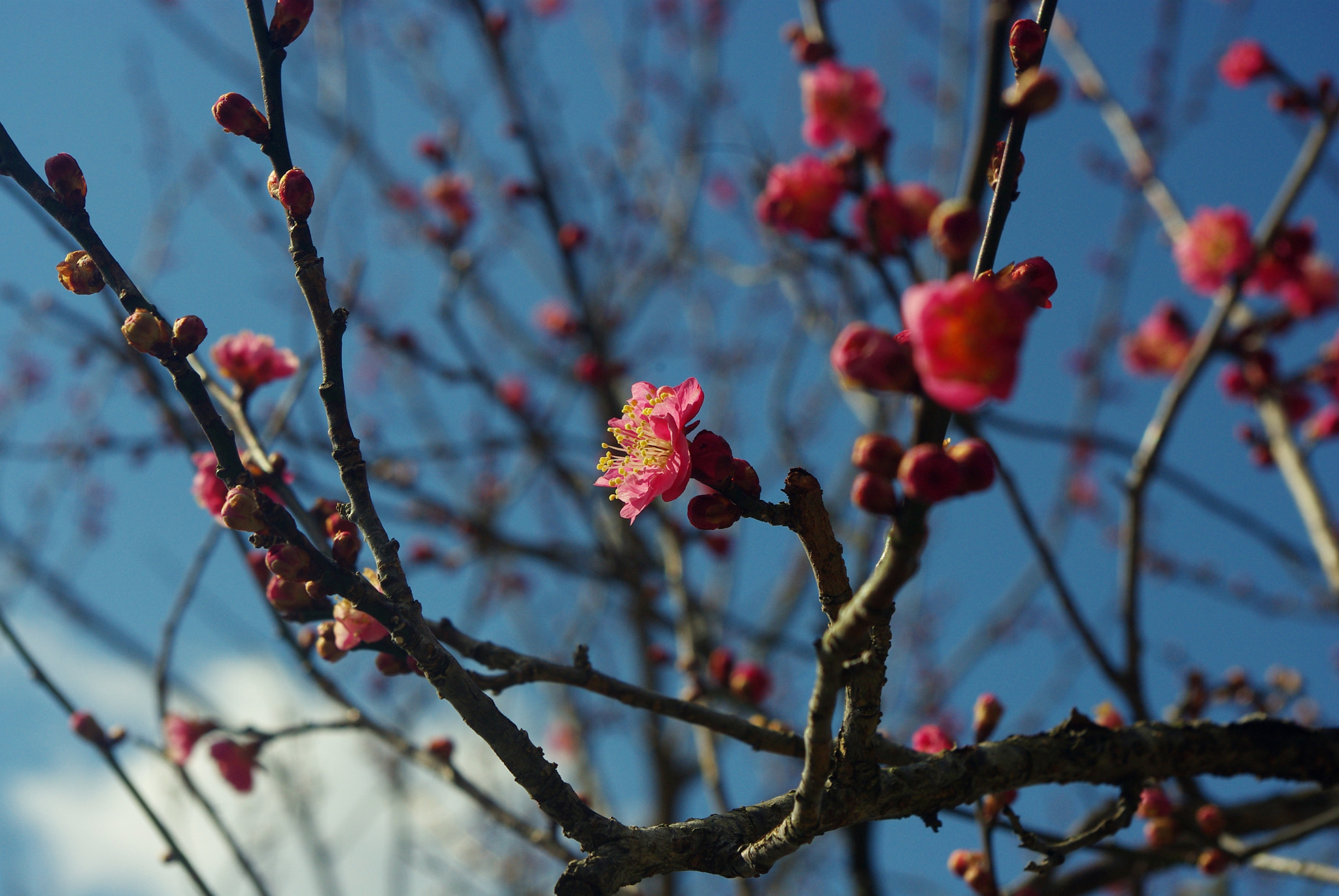 Pentax K-m (K2000) + smc PENTAX-DA L 18-55mm F3.5-5.6 sample photo. Japanese plum blossom photography