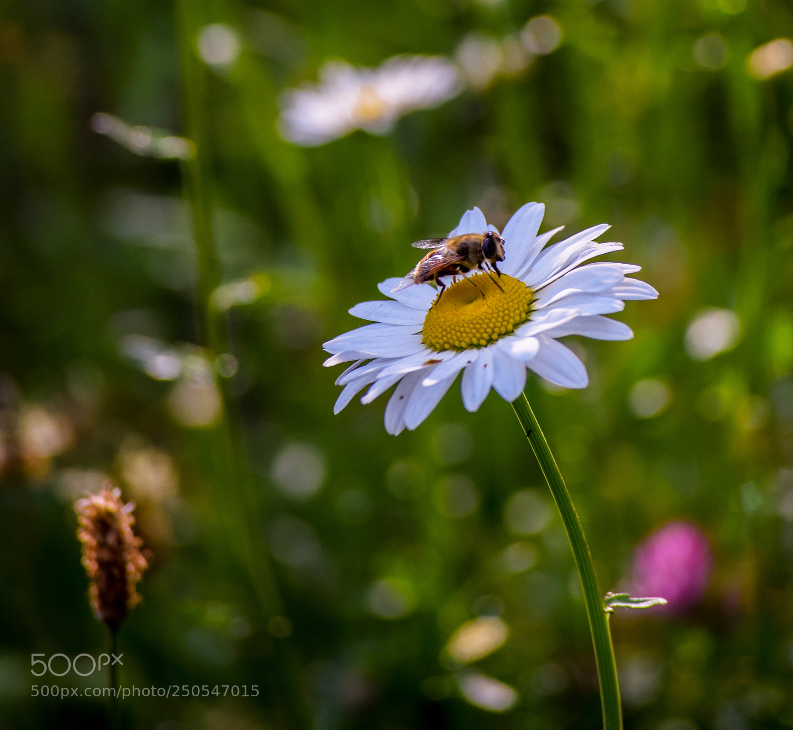 Nikon D5300 sample photo. Beeautiful photography