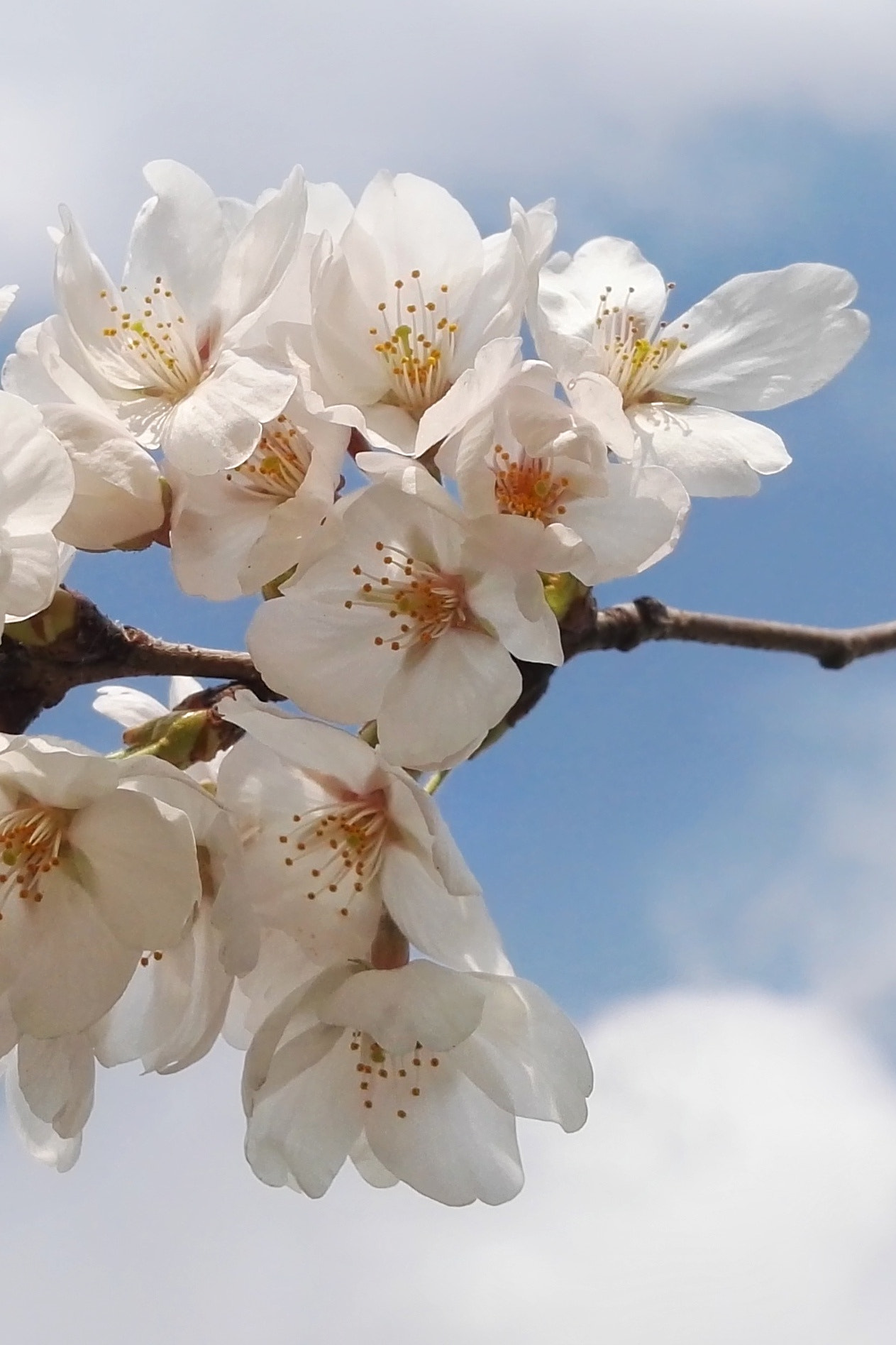 HUAWEI DAV sample photo. 樱花一 photography