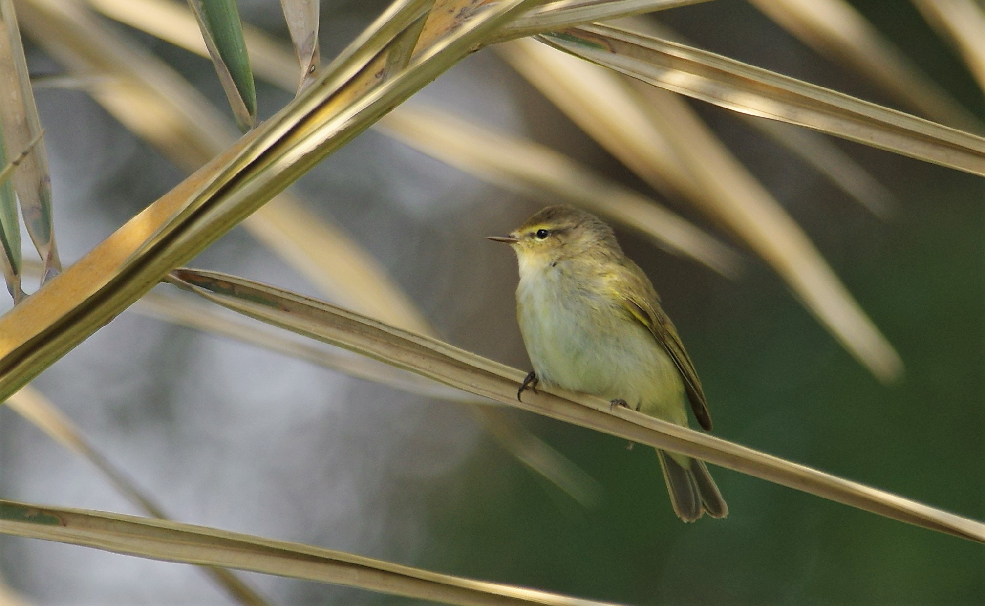 Pentax K-3 sample photo