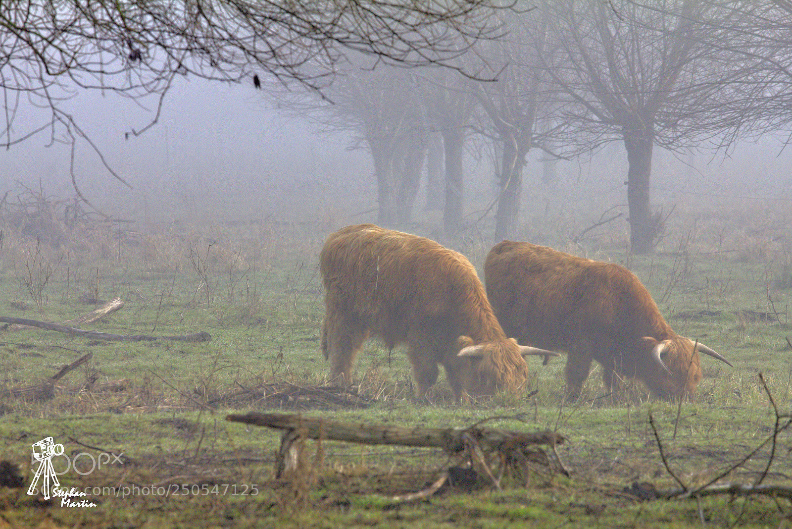 Canon EOS 60D sample photo. Schottische hochlandrinder photography