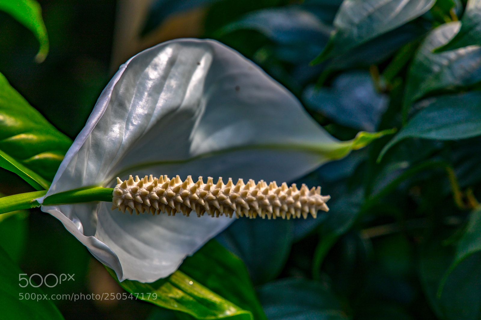 Canon EOS 5D Mark IV sample photo. Parallelism photography