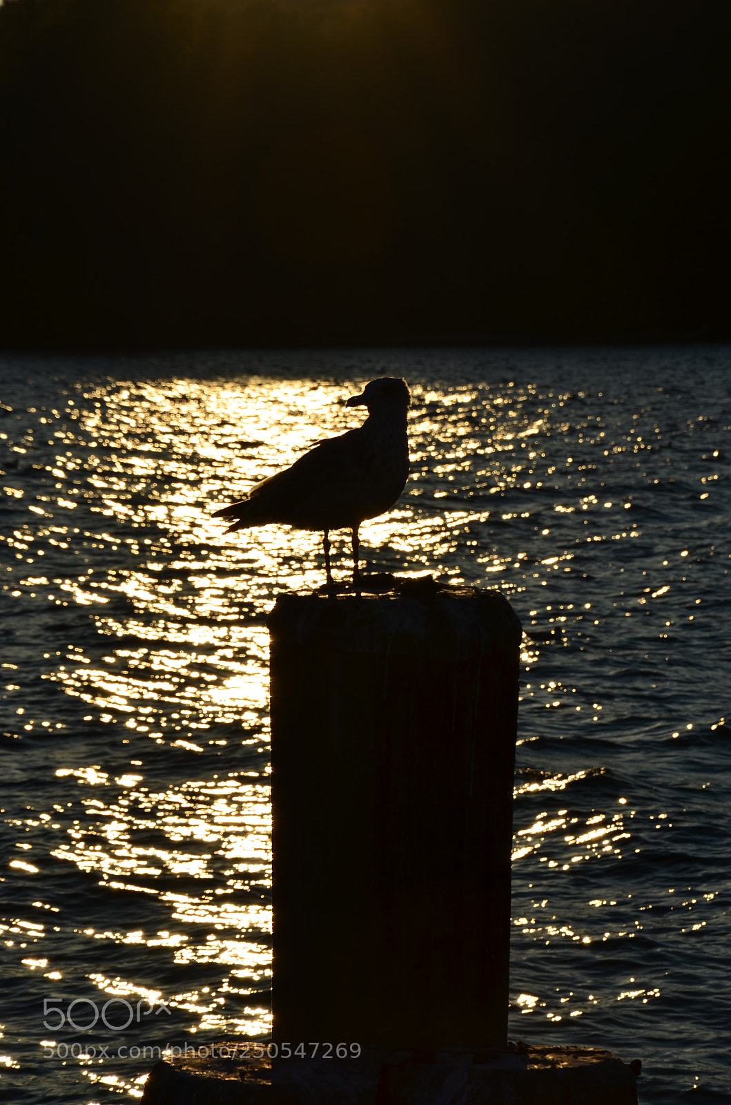 Nikon D5100 sample photo. Möwe photography