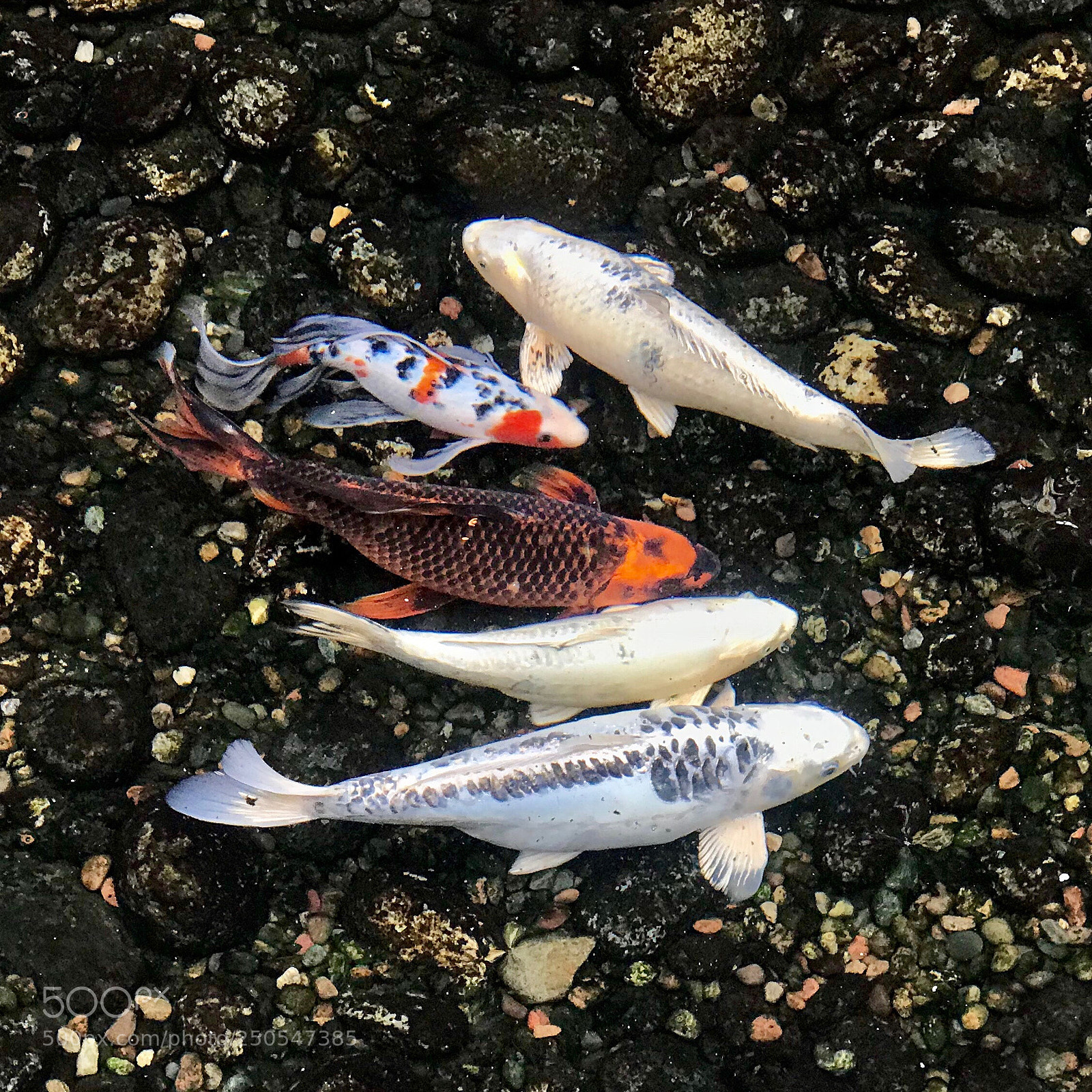 Apple iPhone 7 Plus sample photo. Koi photography