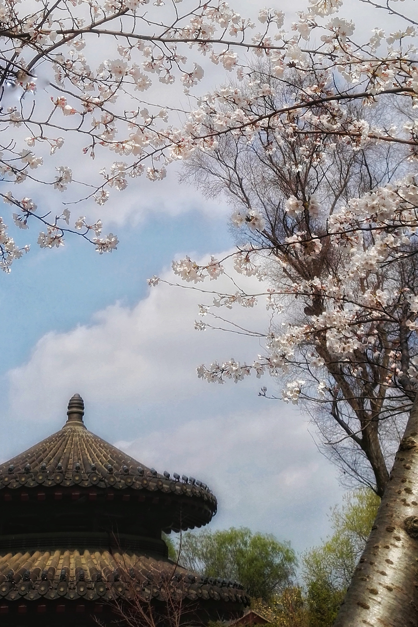 HUAWEI DAV sample photo. 樱花三 photography