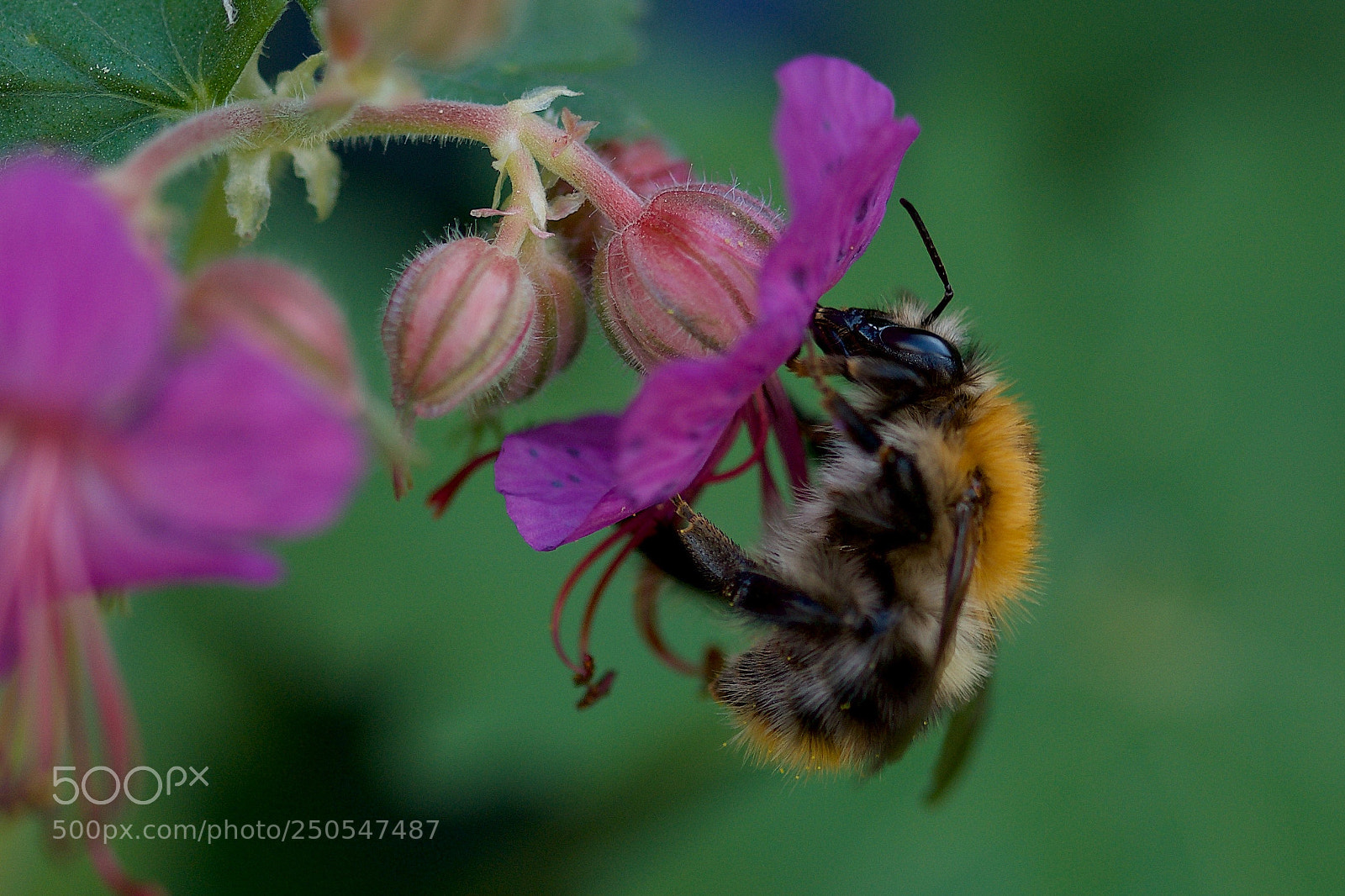 Nikon D7000 sample photo. Bee at work photography