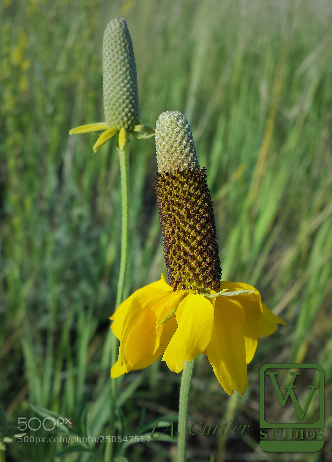 Samsung Galaxy S4 sample photo. Prairie coneflower photography