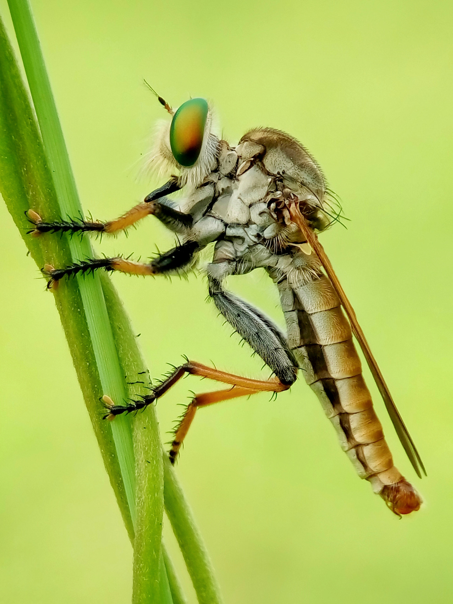 Meizu m2 sample photo. Robber fly photography