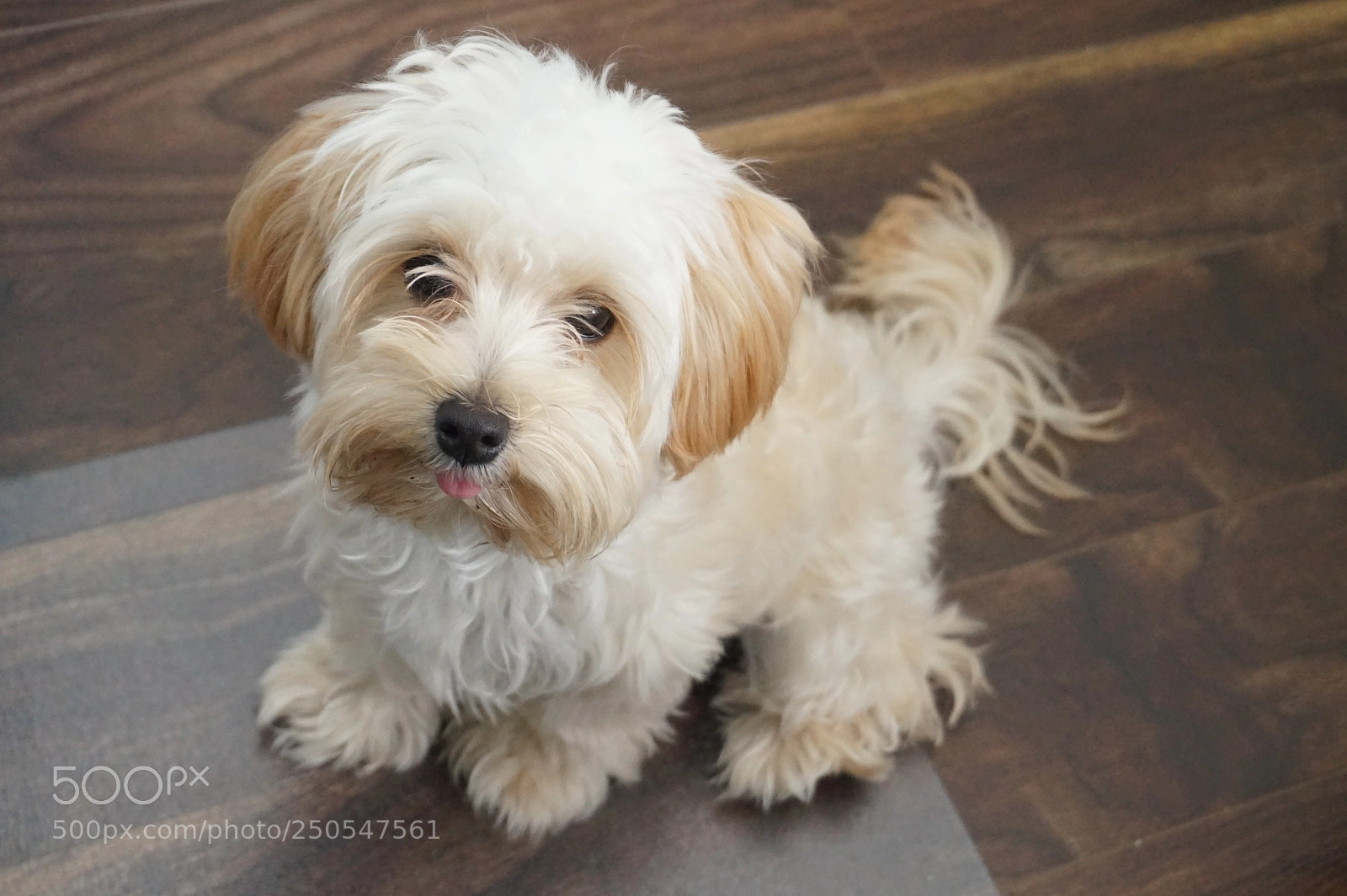 Sony Alpha a5000 (ILCE 5000) sample photo. Puppy mel photography