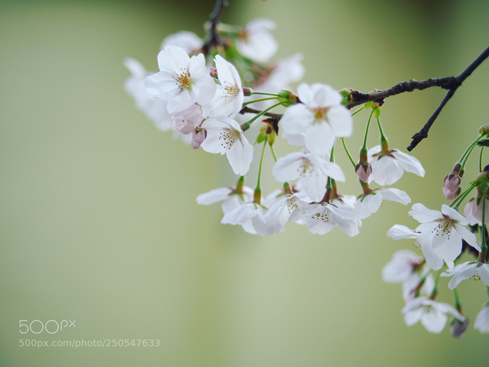 Olympus OM-D E-M10 II sample photo. Newblown cherry tree photography