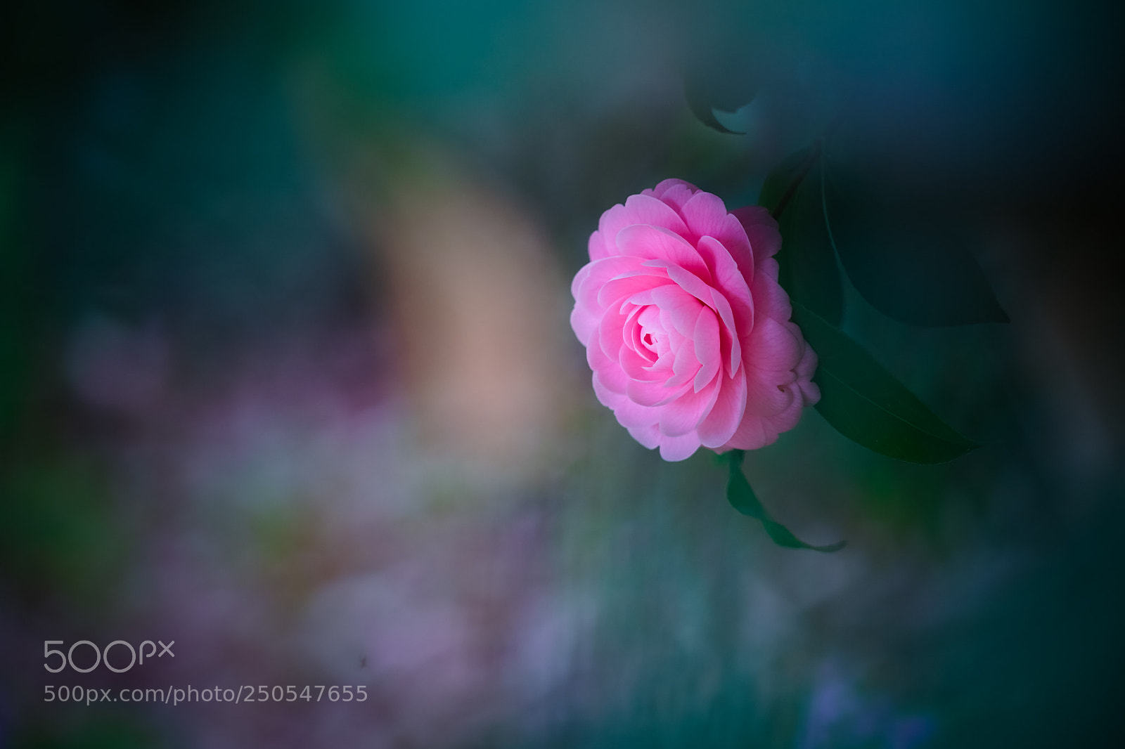 Sony a7 III sample photo. Otome tsubaki photography