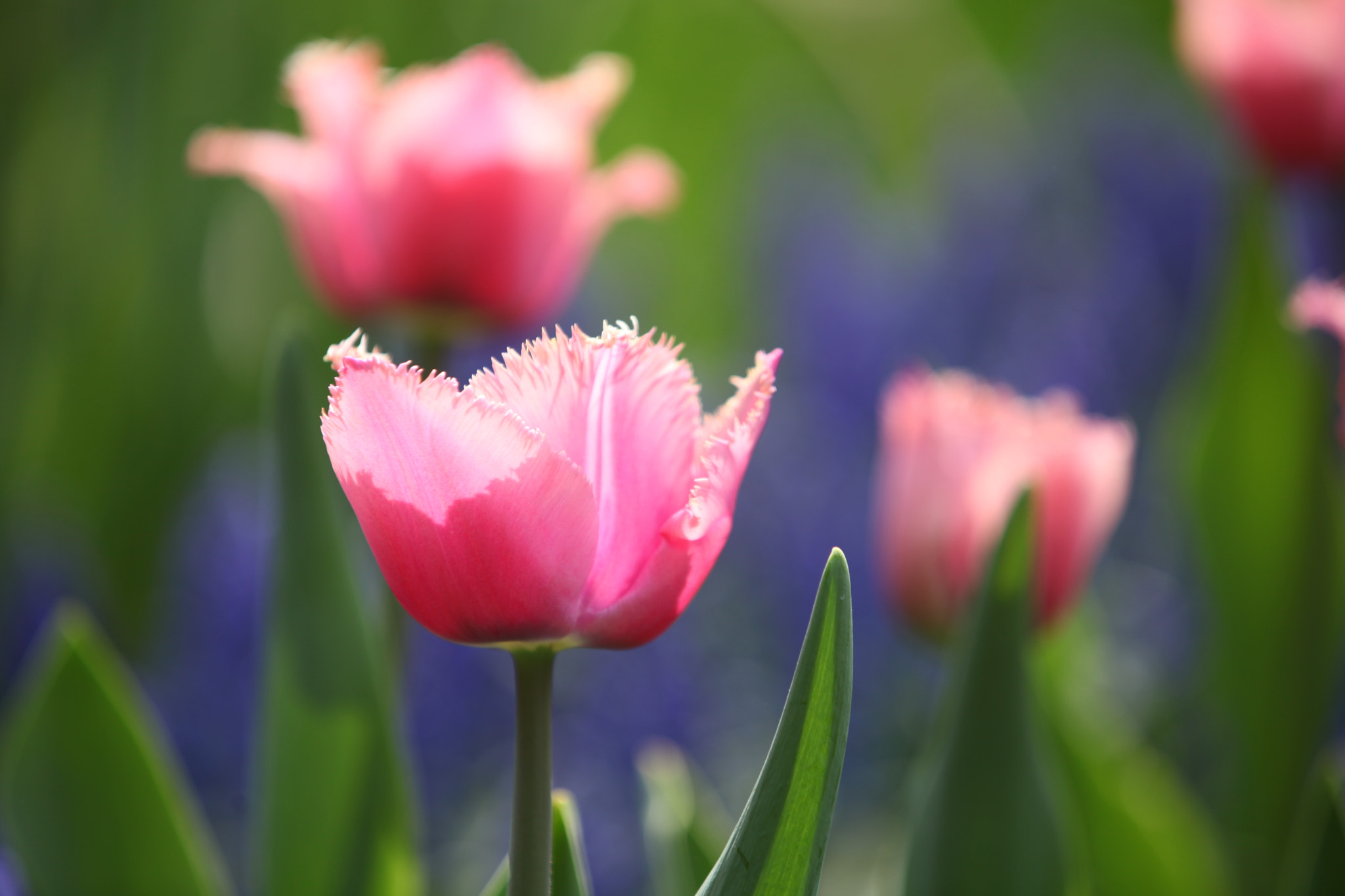 Canon EF 70-200mm F2.8L IS II USM sample photo