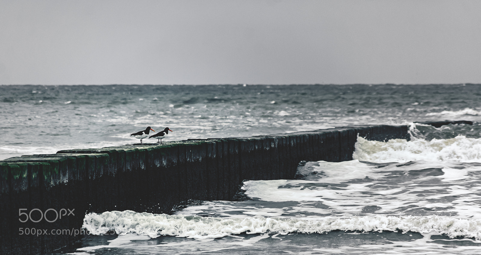 Canon EOS 30D sample photo. The two brave seagull... photography
