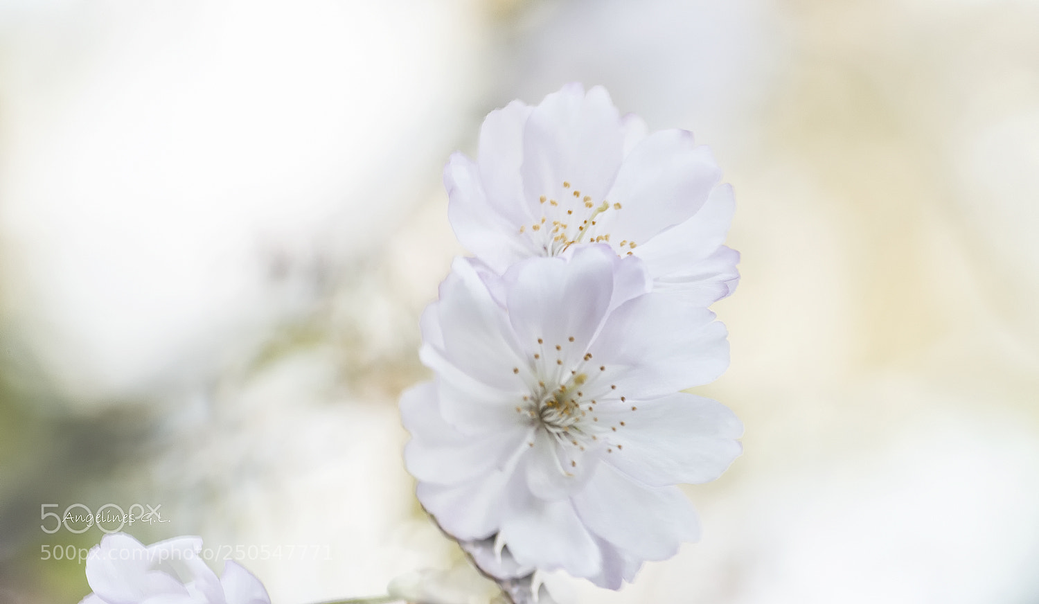Nikon D5100 sample photo. Delicadeza photography