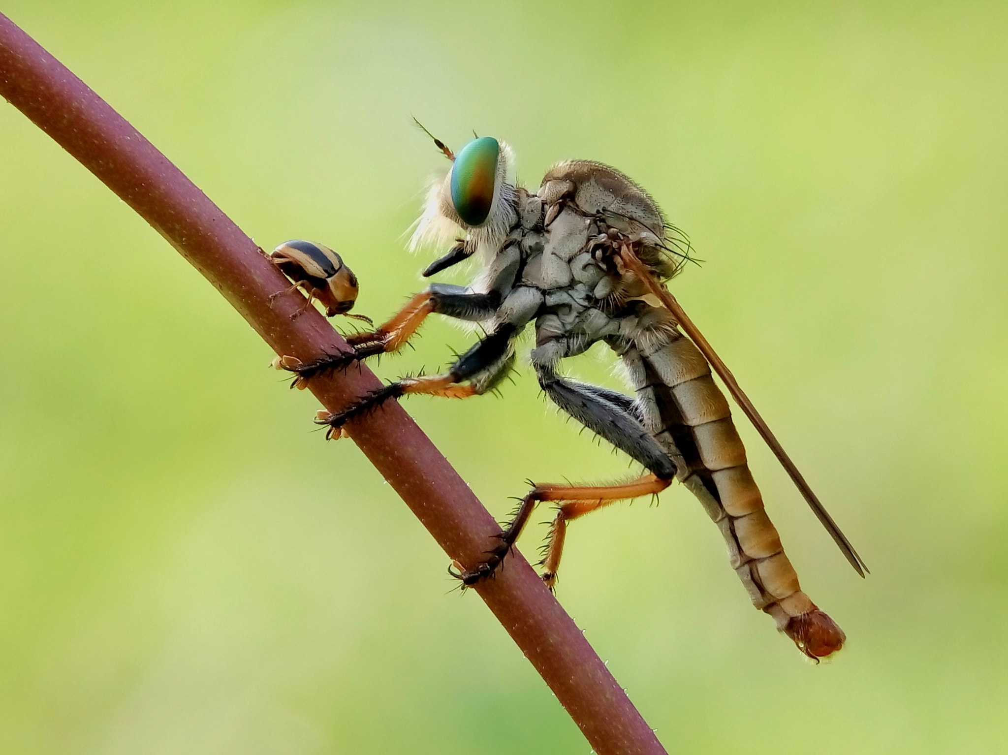 Meizu m2 sample photo. Robber fly photography