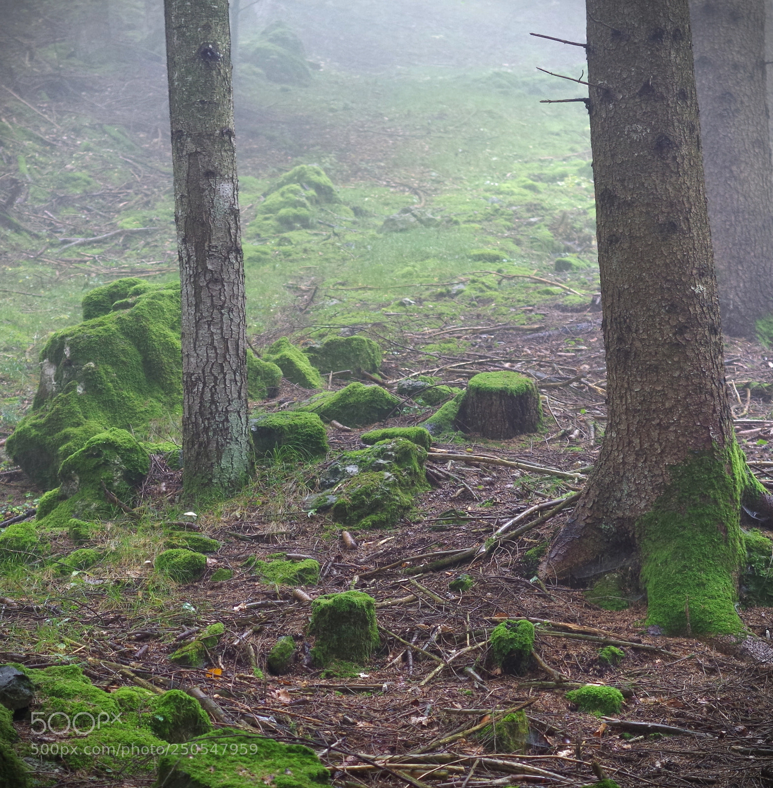 Pentax K-30 sample photo. Misty forest photography