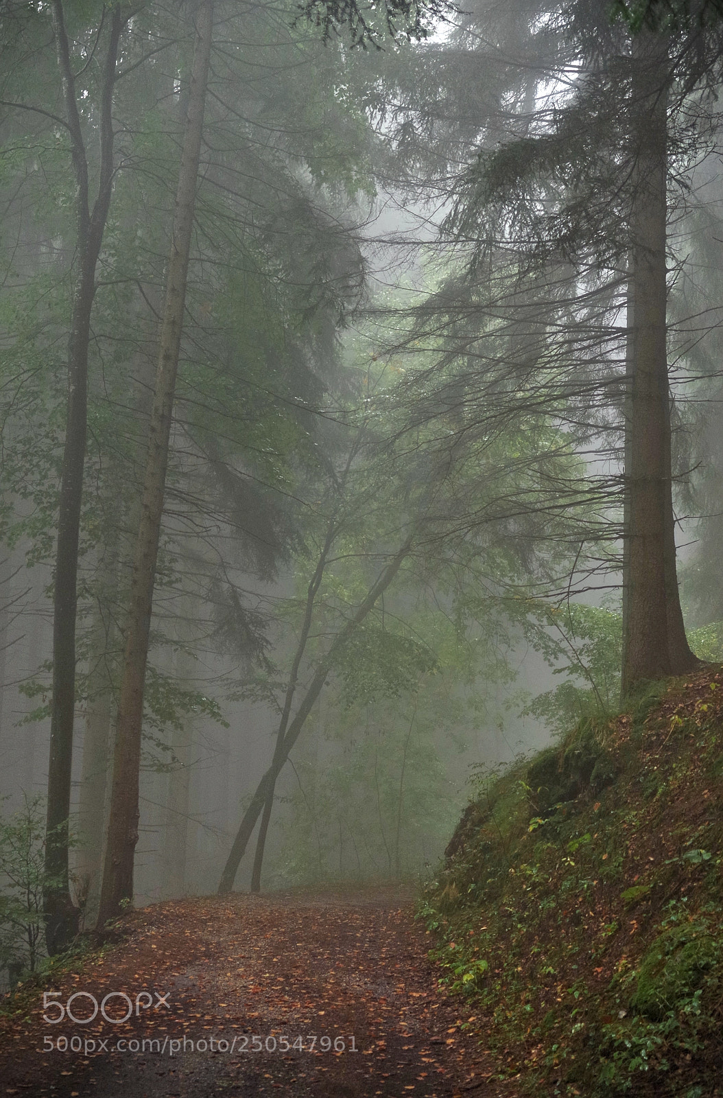 Pentax K-30 sample photo. Mystic path photography