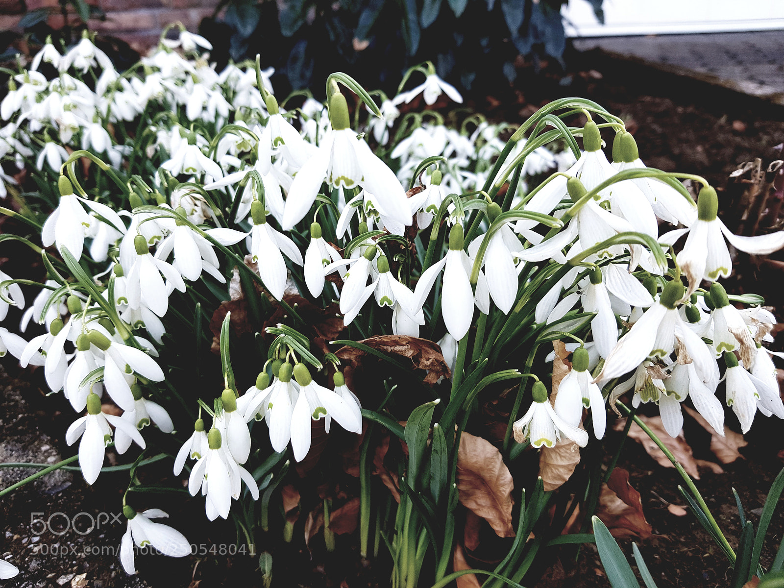 Samsung Galaxy S8 sample photo. Snowdrops photography