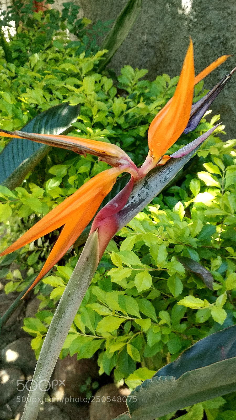 Xiaomi Redmi 4X sample photo. Untitled photography