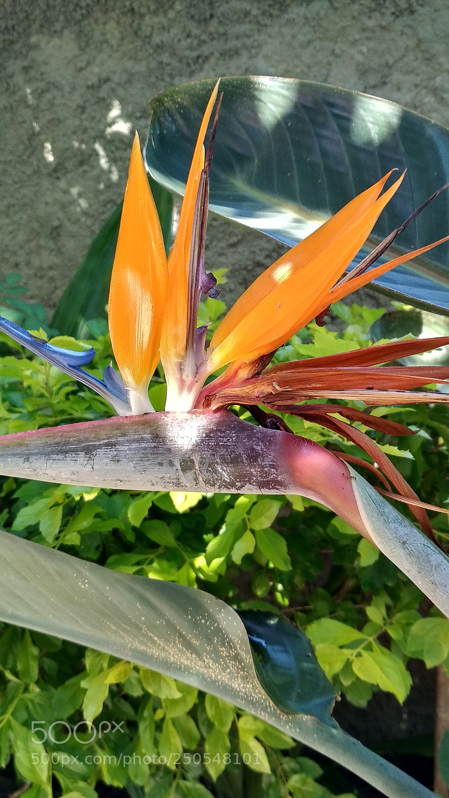 Xiaomi Redmi 4X sample photo. Untitled photography