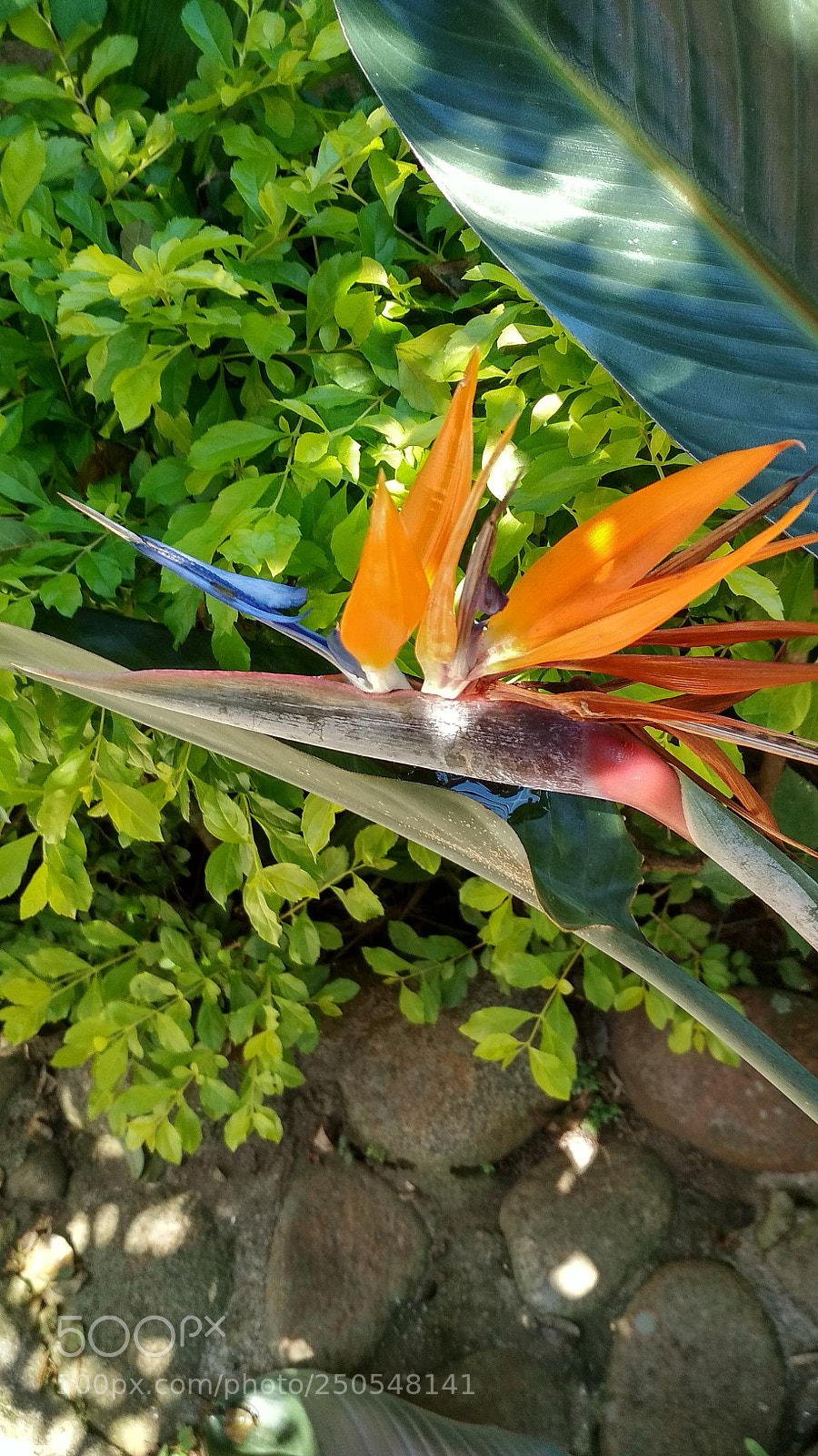 Xiaomi Redmi 4X sample photo. Untitled photography