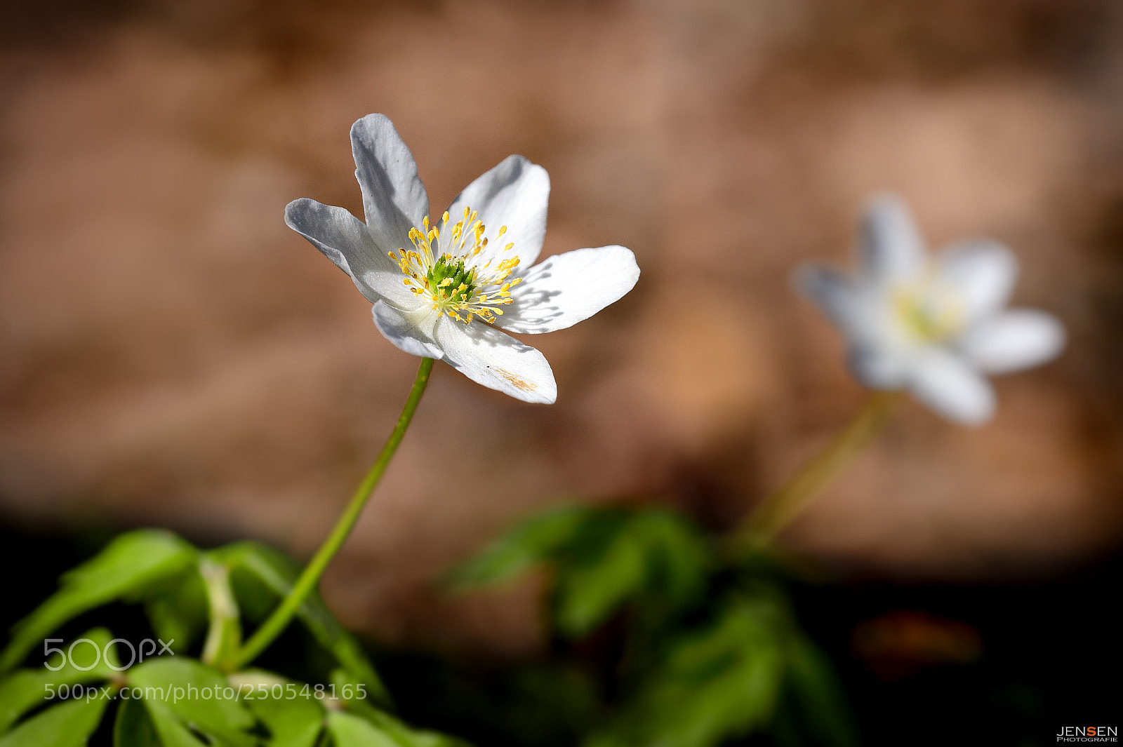Nikon D4S sample photo. Side by side photography