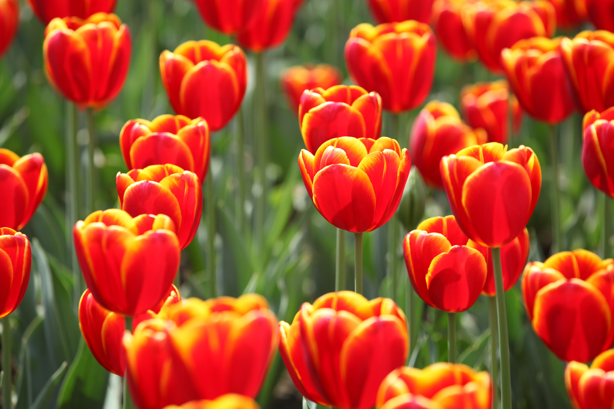 Canon EF 70-200mm F2.8L IS II USM sample photo