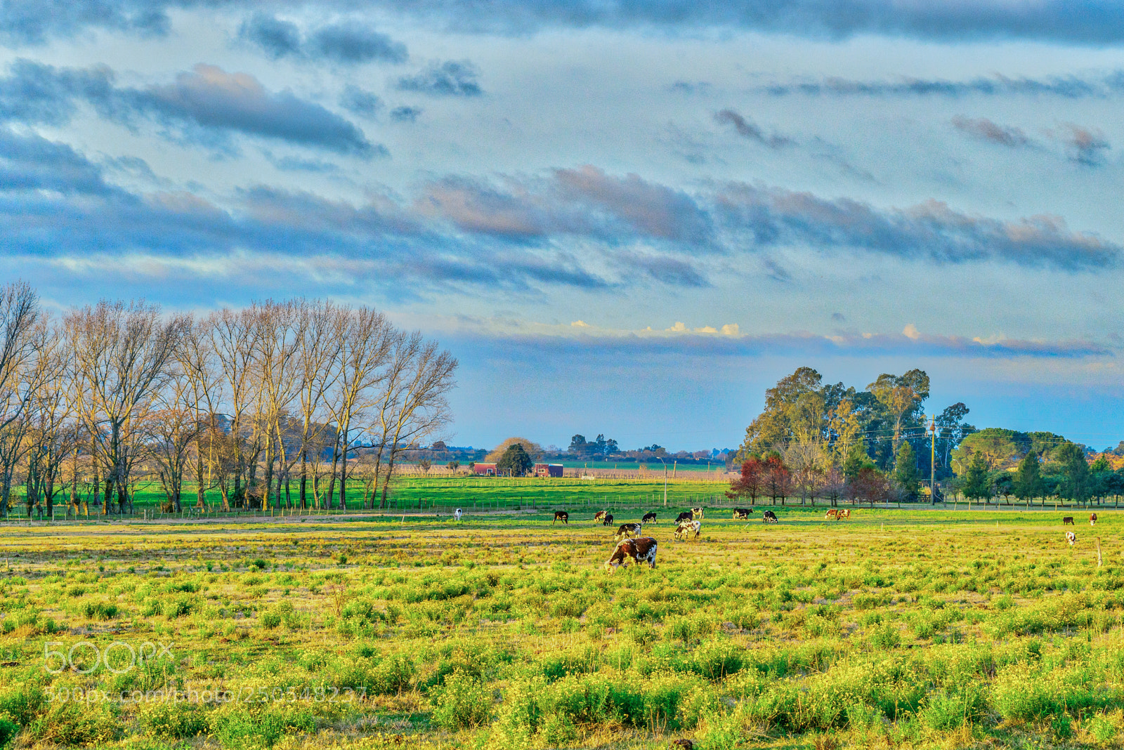 Nikon D800 sample photo. Bucolic landscape photography