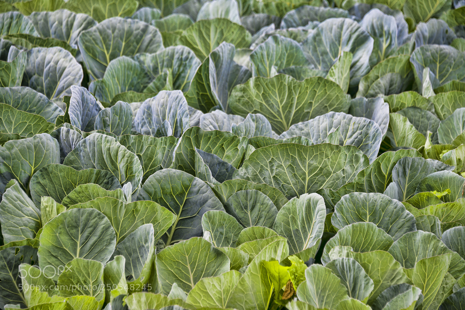 Nikon D810 sample photo. Cabbage culture (leh, ladakh) photography