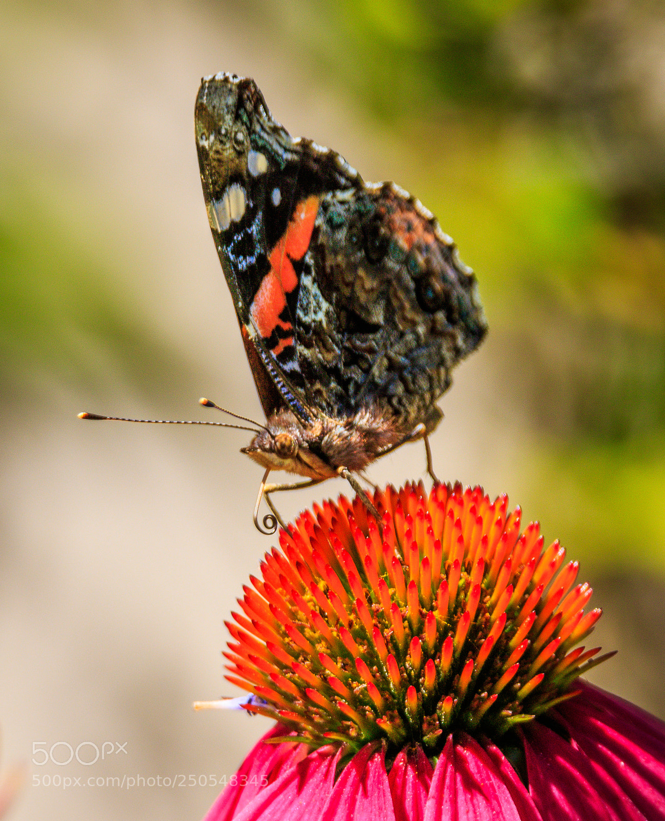 Canon EOS 7D Mark II sample photo. Snack time photography