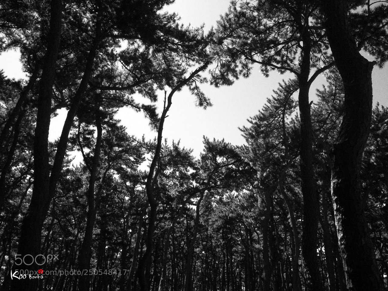 Olympus PEN-F sample photo. Untitled photography