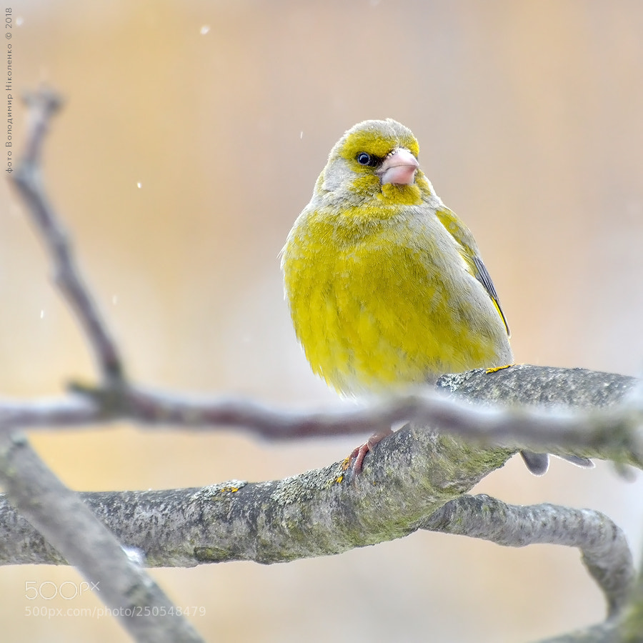 Nikon D7000 sample photo. Зеленушка (chloris chloris) photography