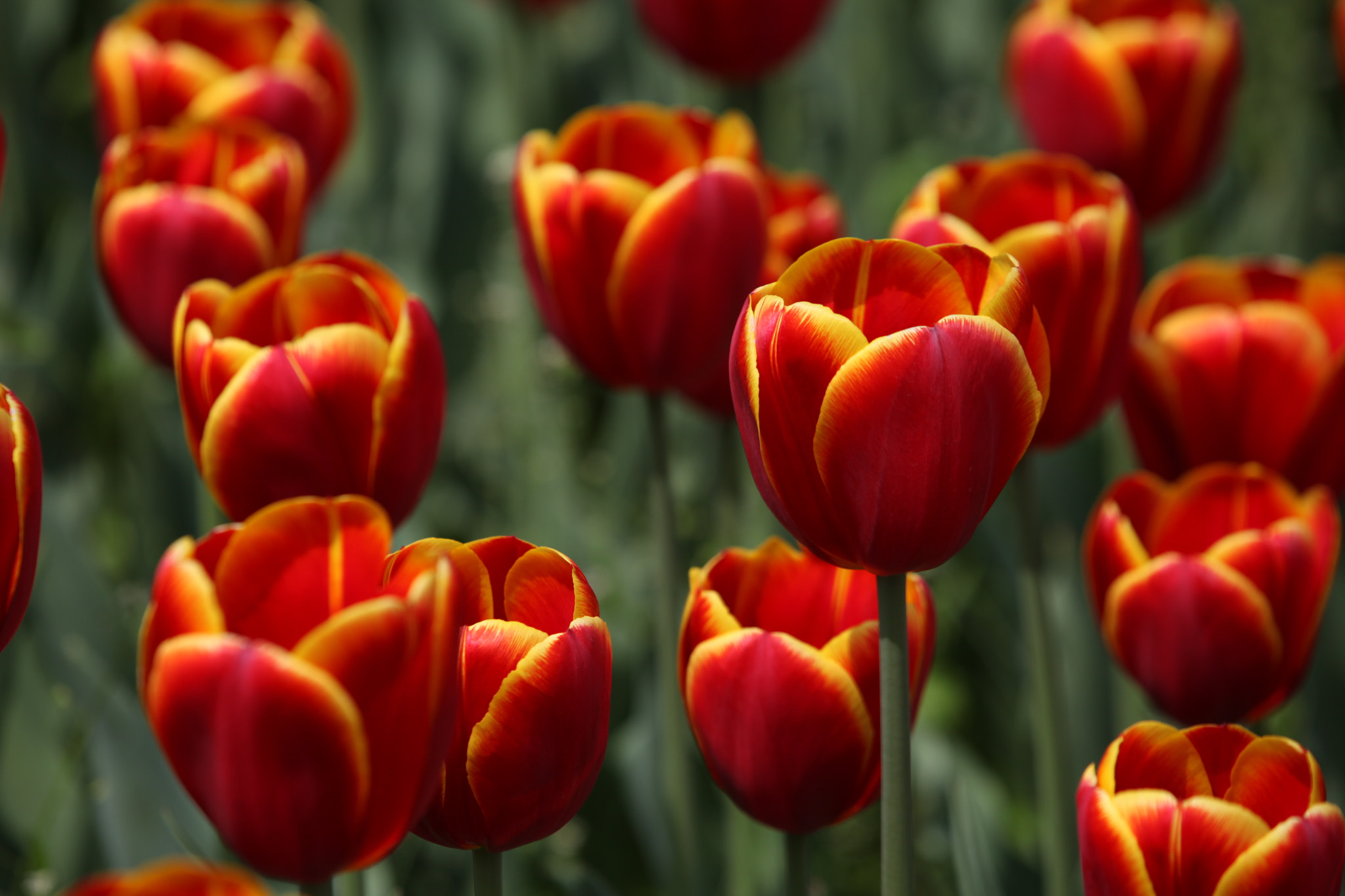 Canon EF 70-200mm F2.8L IS II USM sample photo