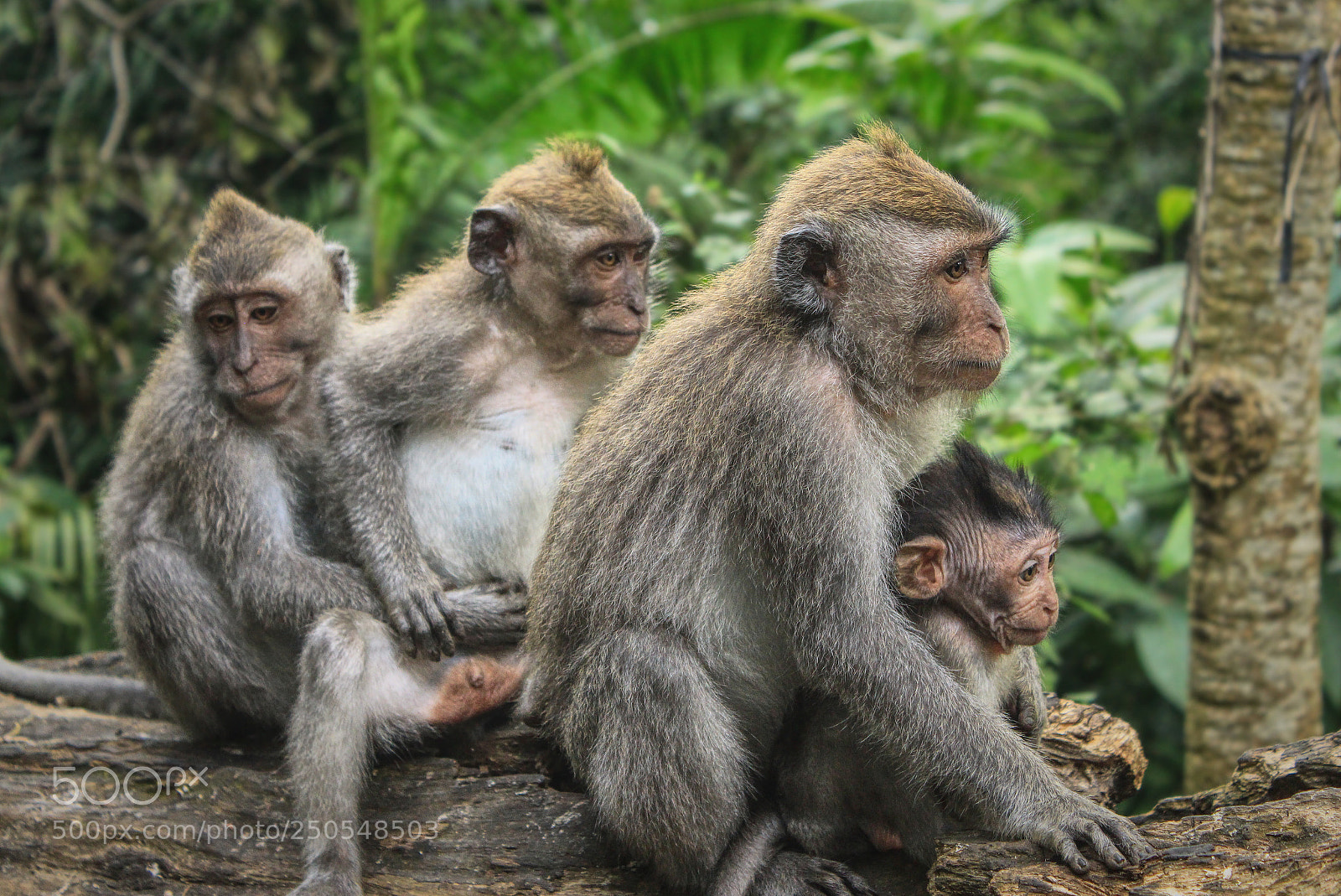 Canon EOS 650D (EOS Rebel T4i / EOS Kiss X6i) sample photo. Monkey forest family photography