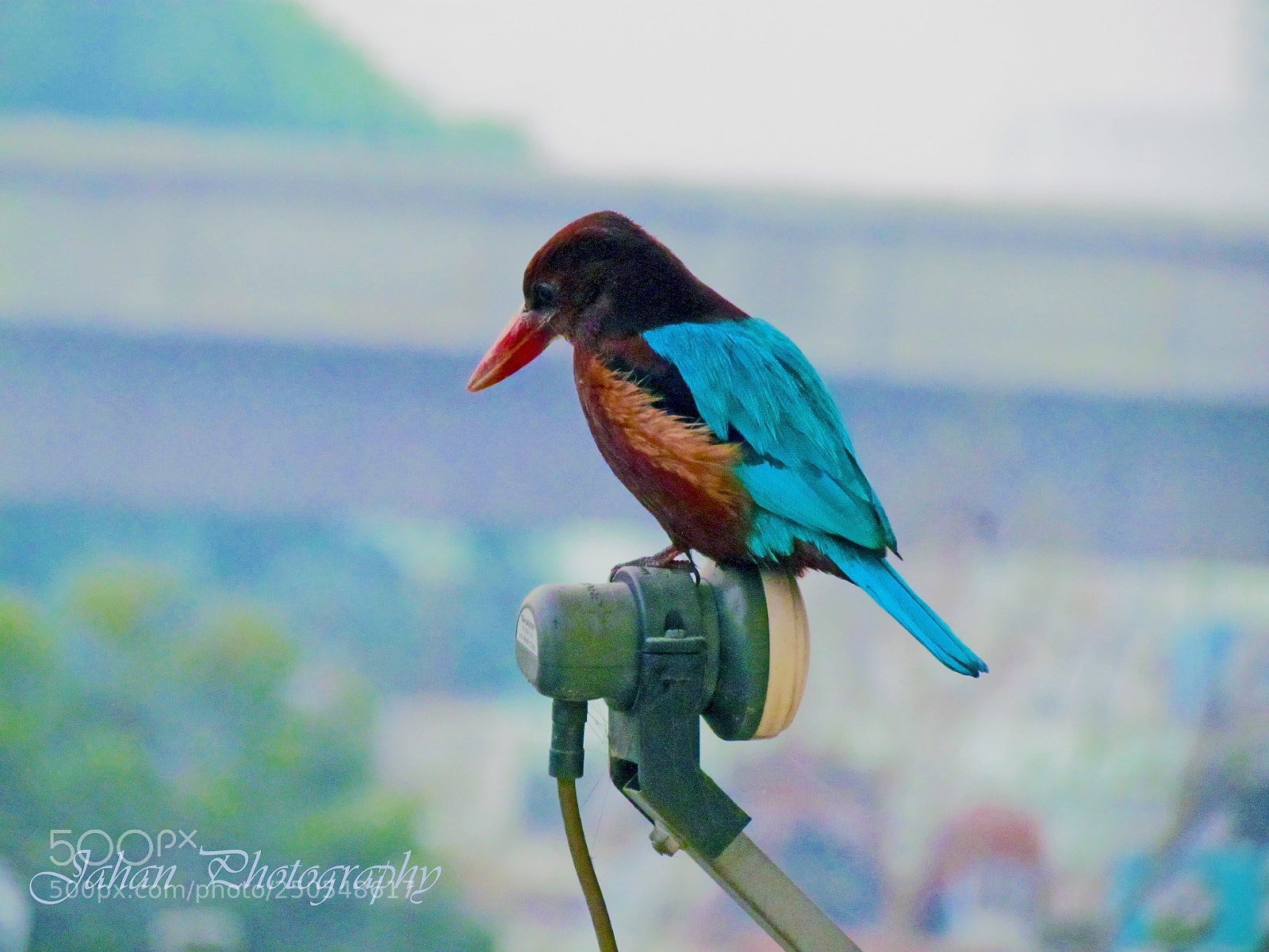 Canon PowerShot SX30 IS sample photo. Beauty direct to home photography