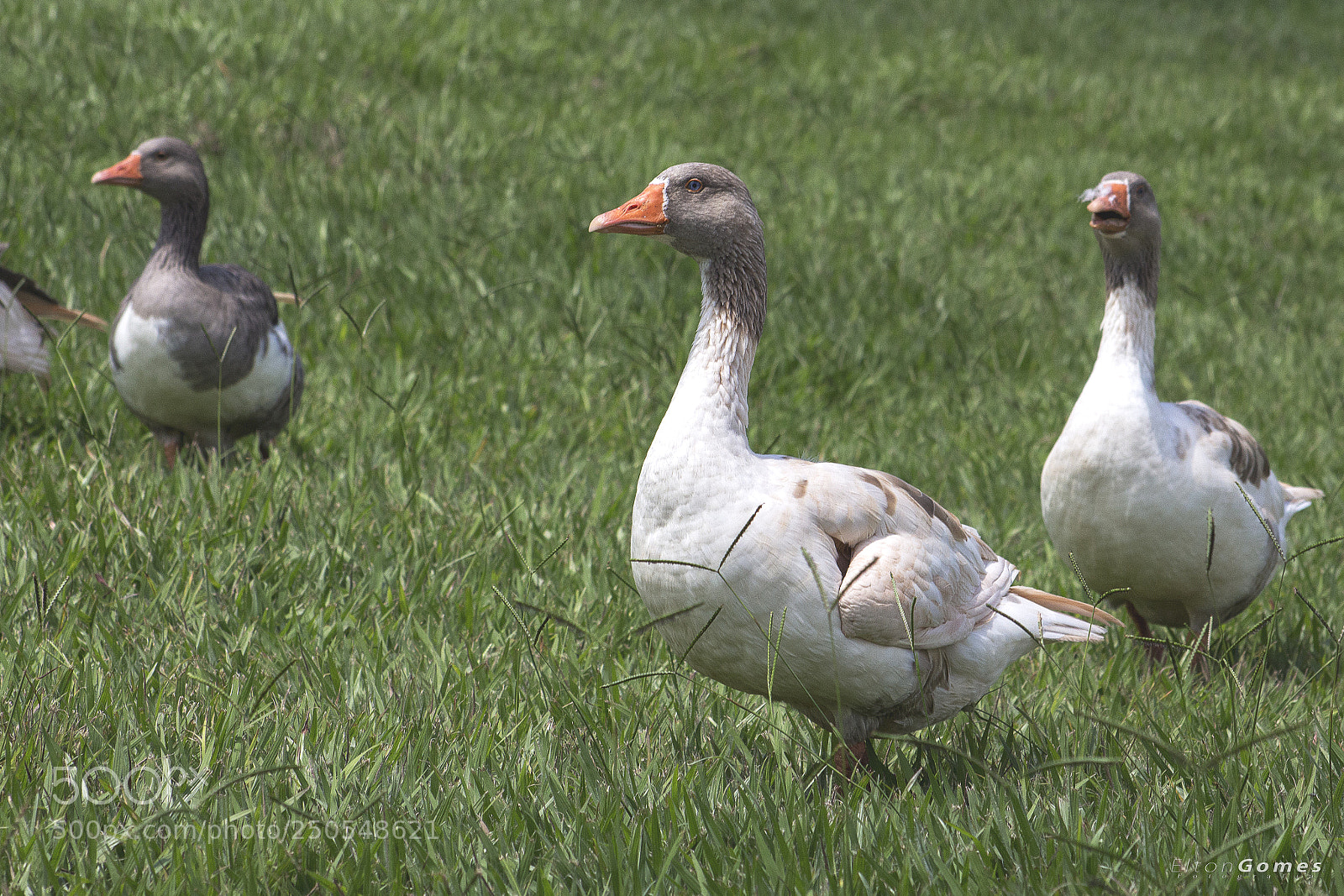 Canon EOS 700D (EOS Rebel T5i / EOS Kiss X7i) sample photo. Patos photography