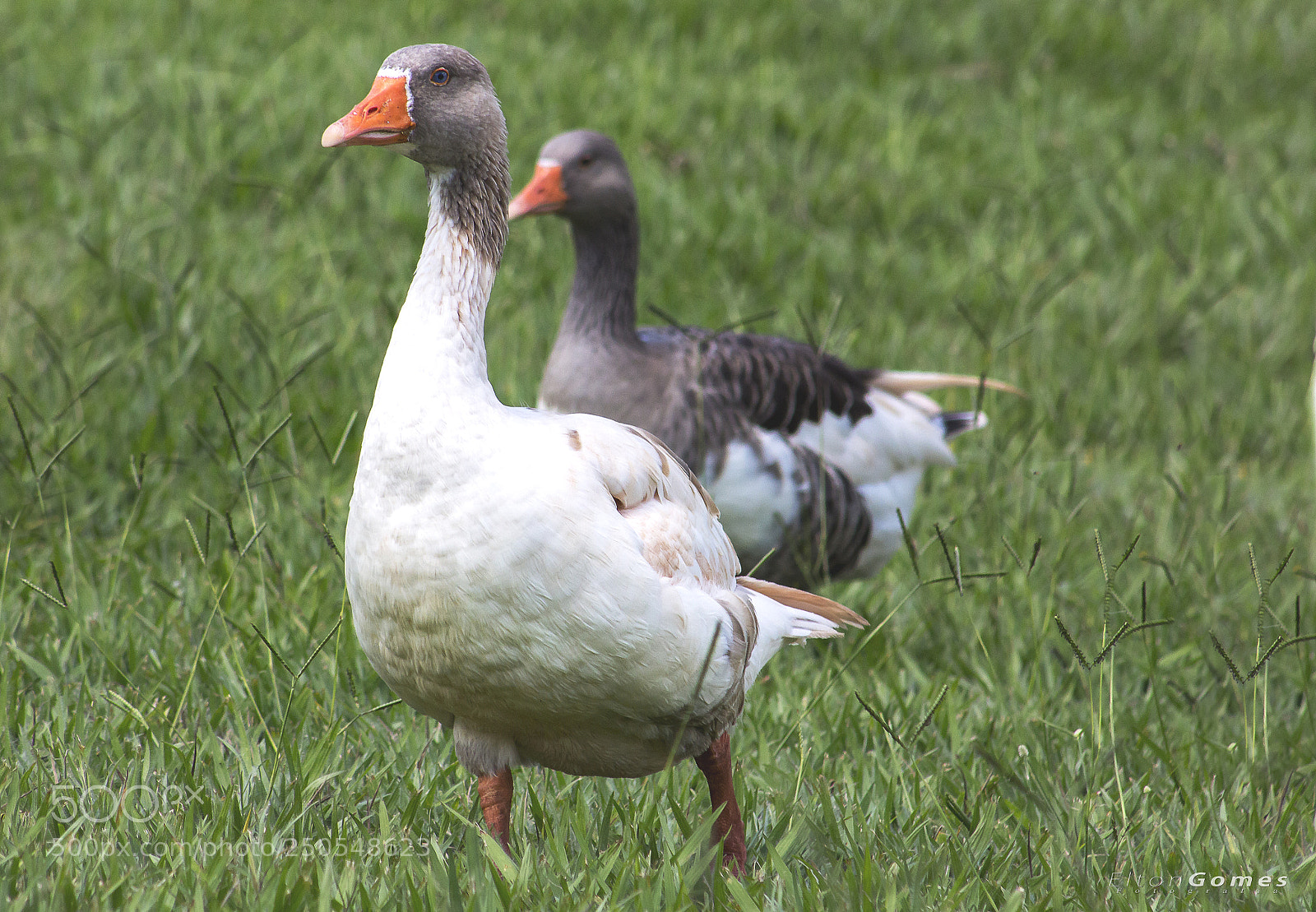 Canon EOS 700D (EOS Rebel T5i / EOS Kiss X7i) sample photo. Patos photography