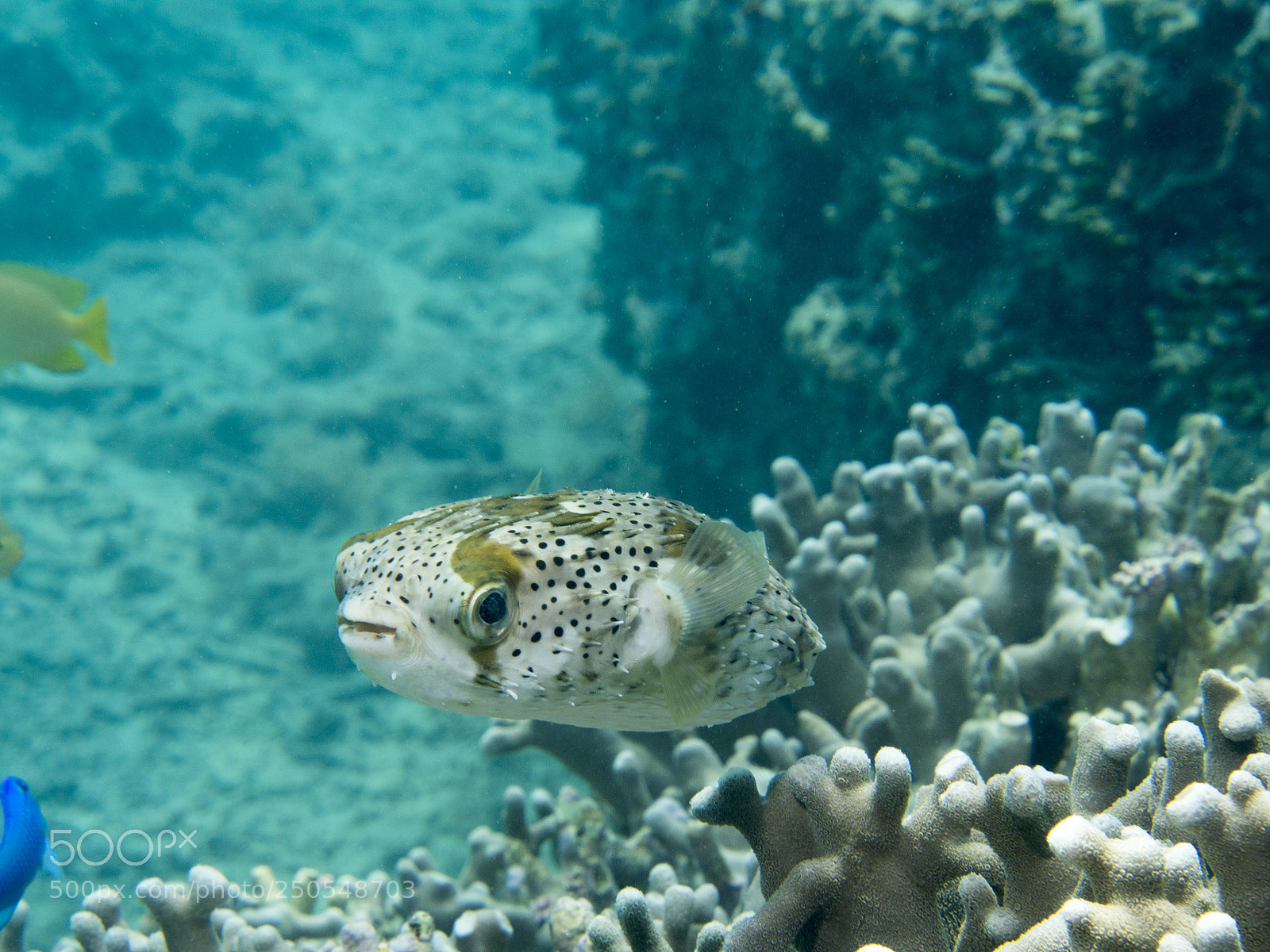 Olympus OM-D E-M5 sample photo. Porcupine fish photography