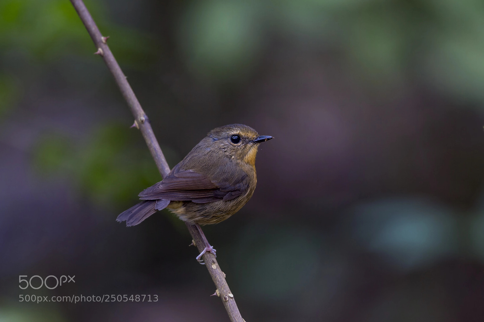 Nikon D4 sample photo. Snowy-browed flycatcher (f) photography