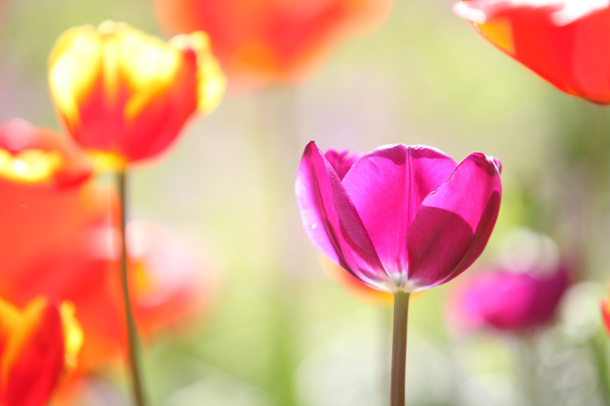 Canon EF 70-200mm F2.8L IS II USM sample photo