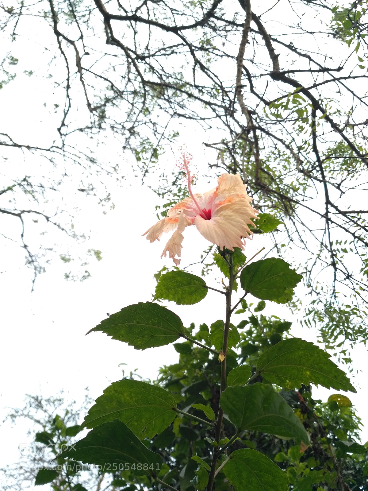 Xiaomi Redmi 3S sample photo. Untitled photography