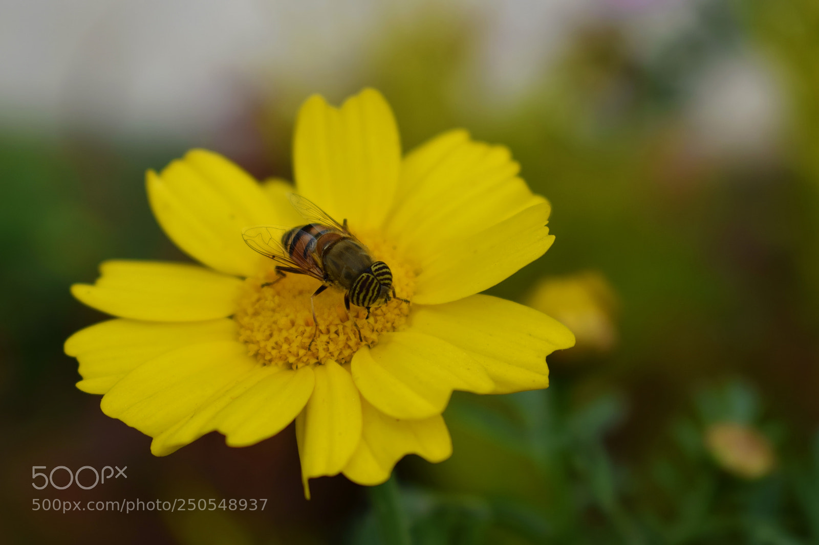 Nikon D5300 sample photo. Bee photography