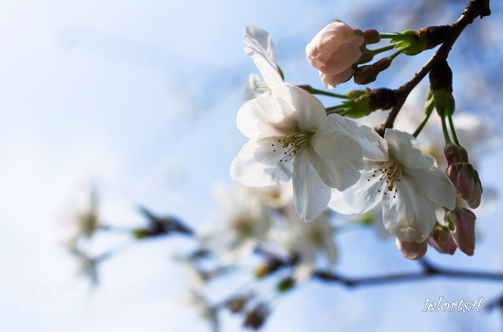 Pentax K-5 sample photo. Untitled photography