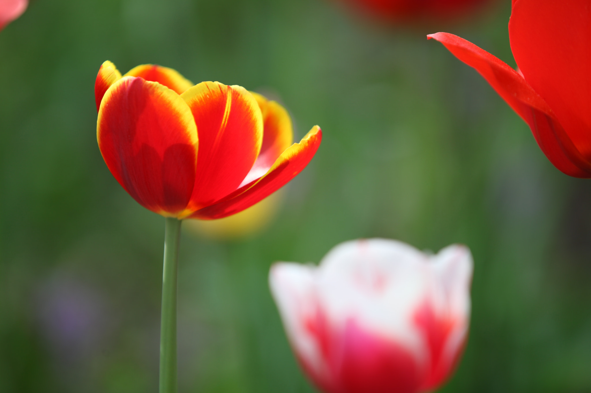 Canon EF 70-200mm F2.8L IS II USM sample photo