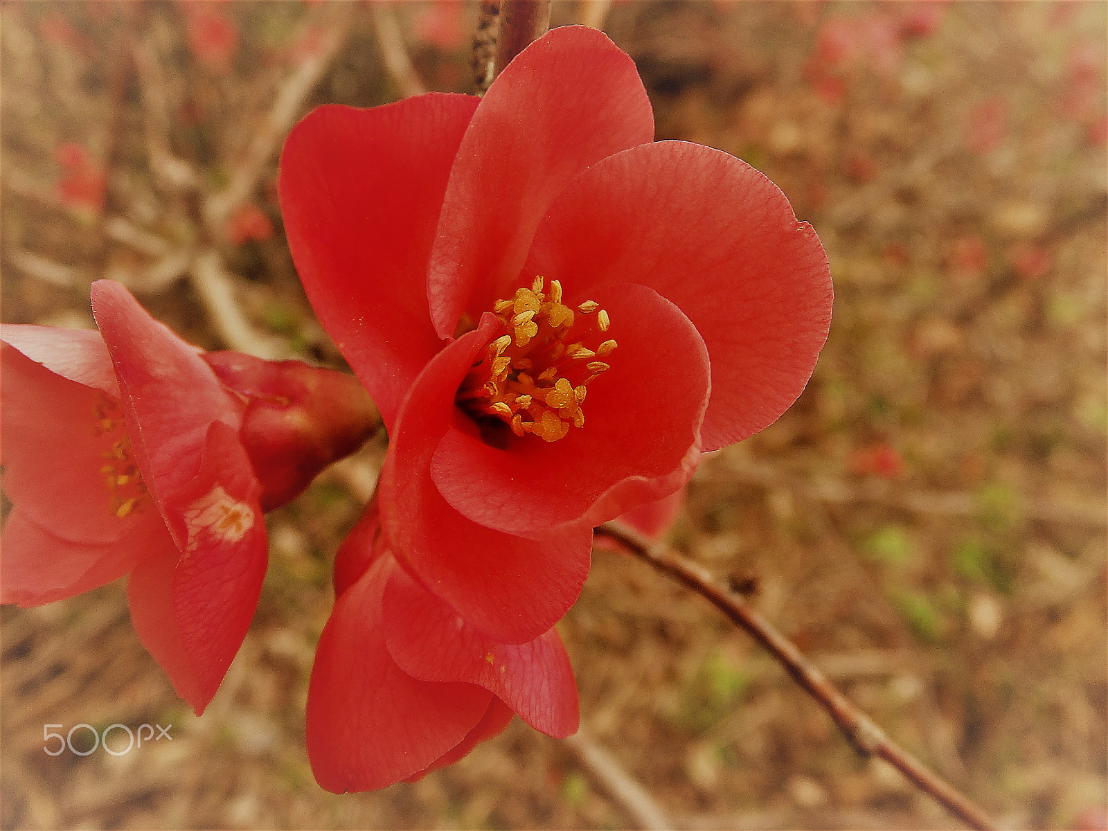 Fujifilm FinePix F750EXR sample photo. Spring is here 3 photography