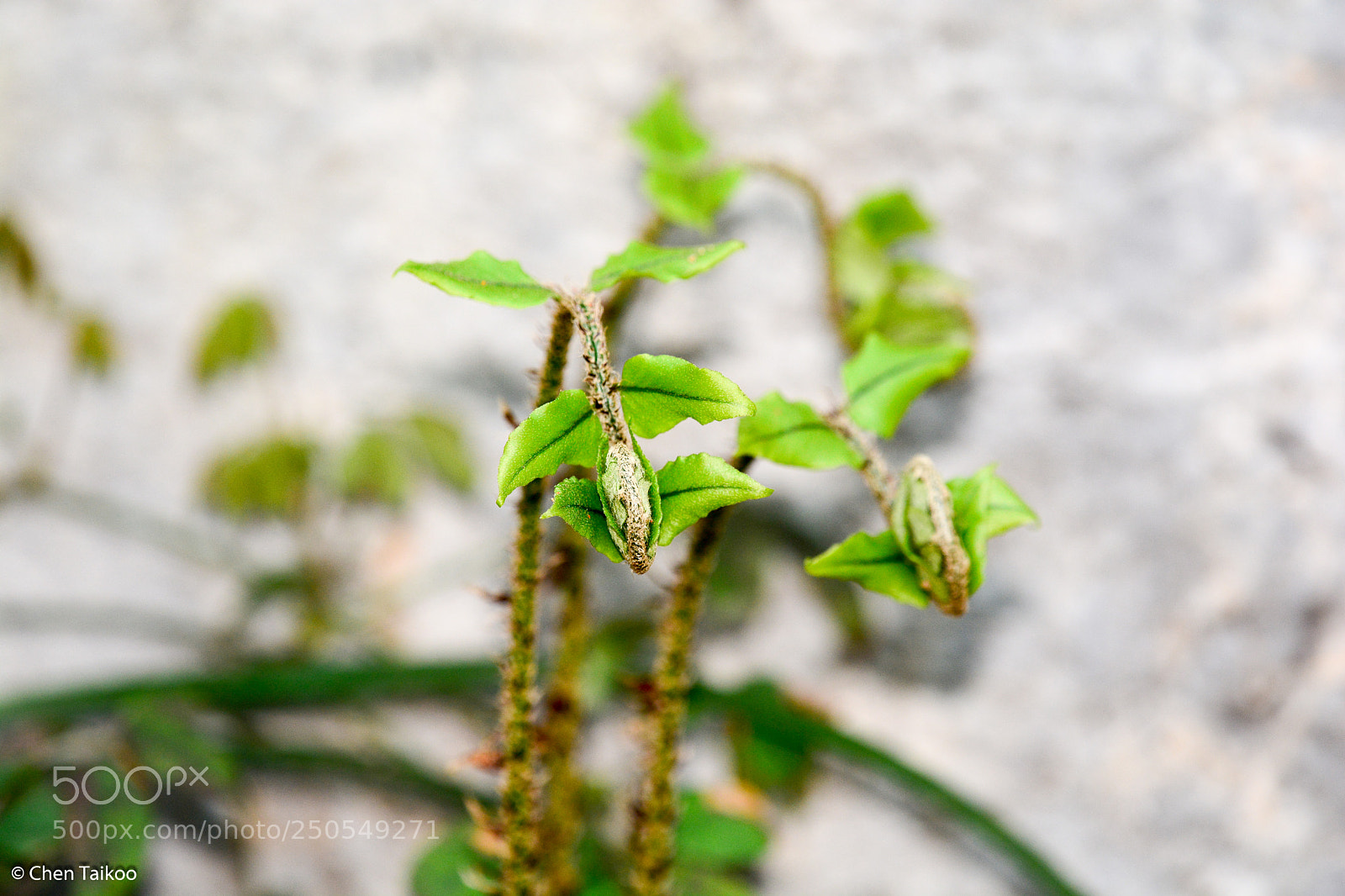 Nikon D7100 sample photo. Cm photography