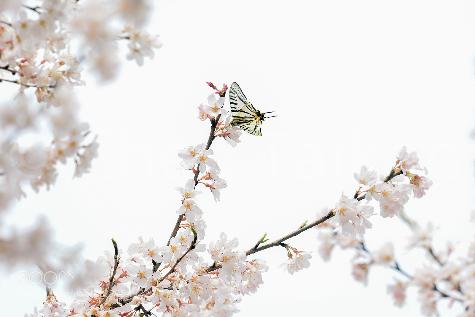 Nikon D7100 sample photo. Cm photography