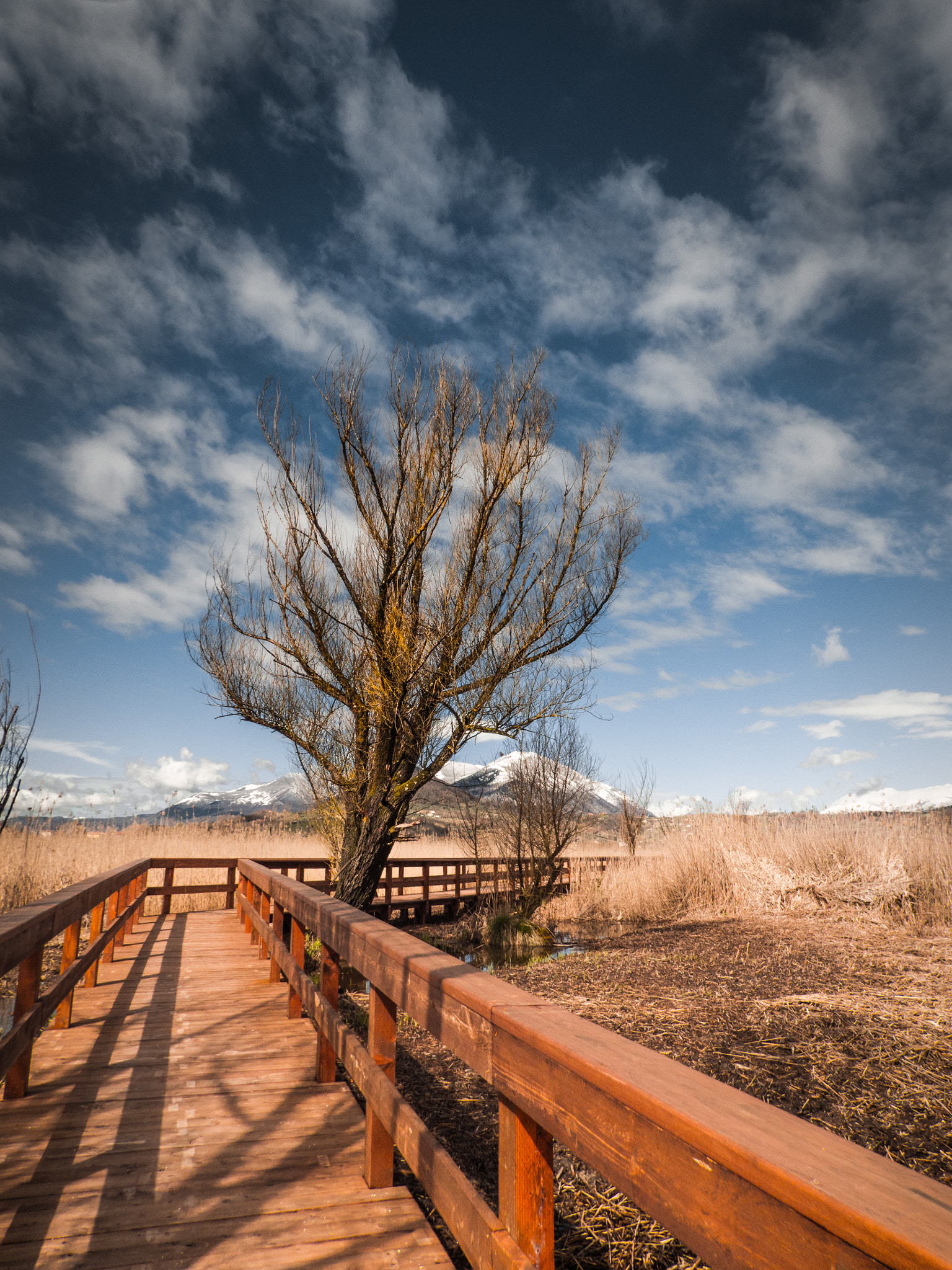 Fujifilm FinePix SL1000 sample photo. L'albero che sostiene il cielo photography